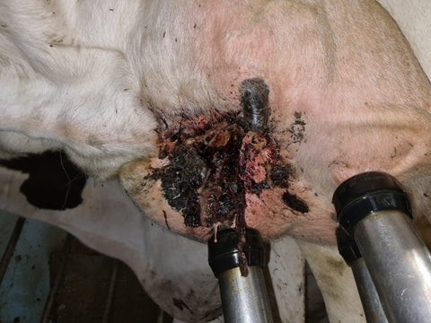 Forequarter infections - a call to action